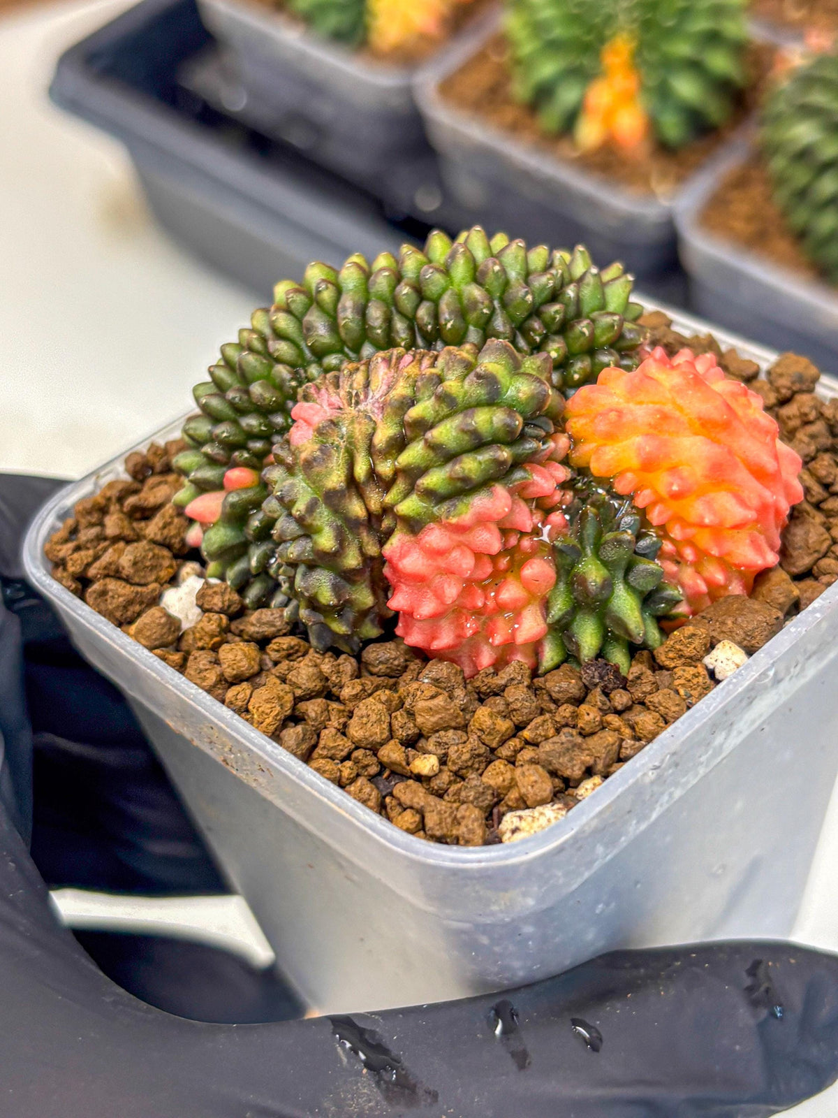 Gymnocalycium Inermis Cristata (gy9) (3) | Variegated Cactus
