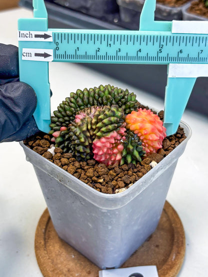 Gymnocalycium Inermis Cristata (gy9) (3) | Variegated Cactus