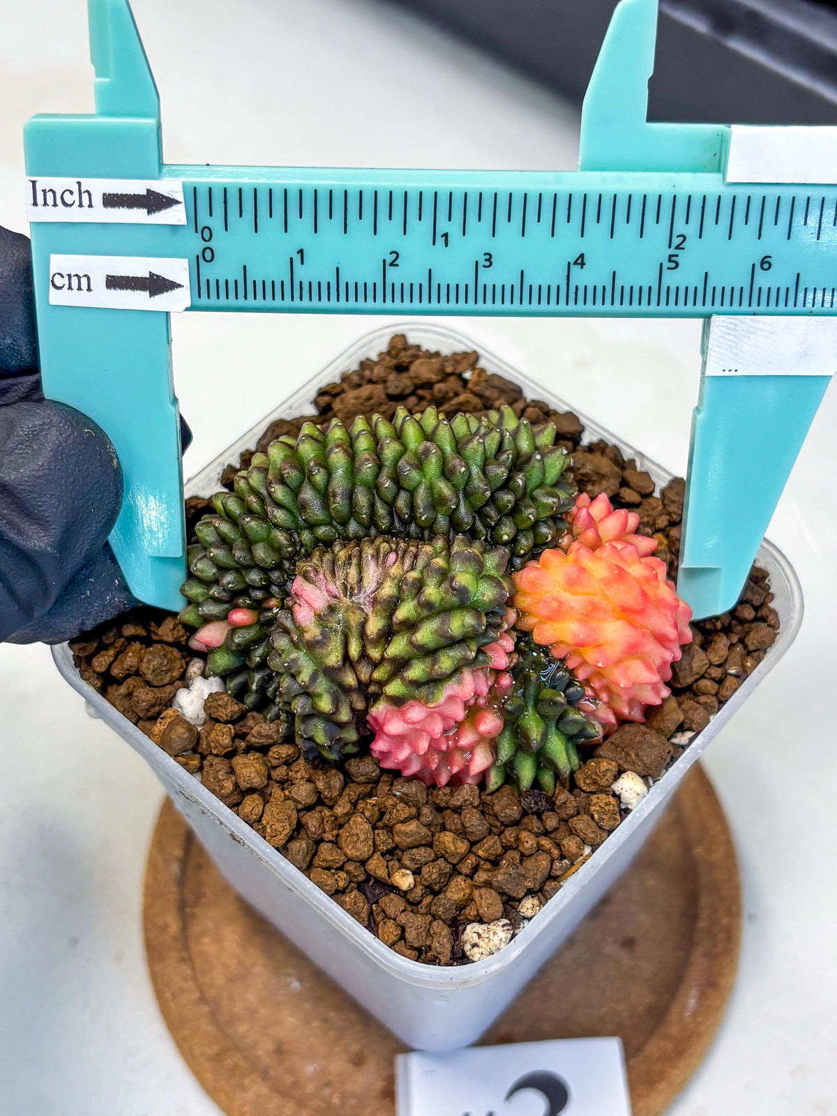 Gymnocalycium Inermis Cristata (gy9) (3) | Variegated Cactus
