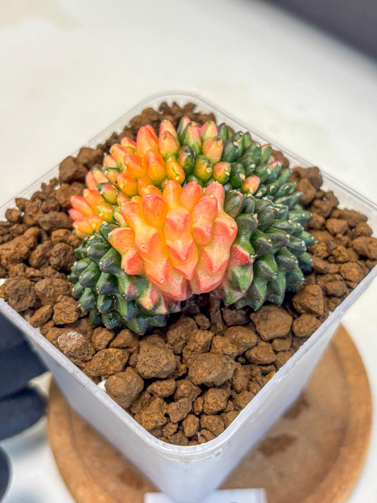 Gymnocalycium Inermis Cristata (gy9) (4) | Variegated Cactus