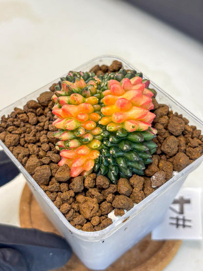 Gymnocalycium Inermis Cristata (gy9) (4) | Variegated Cactus