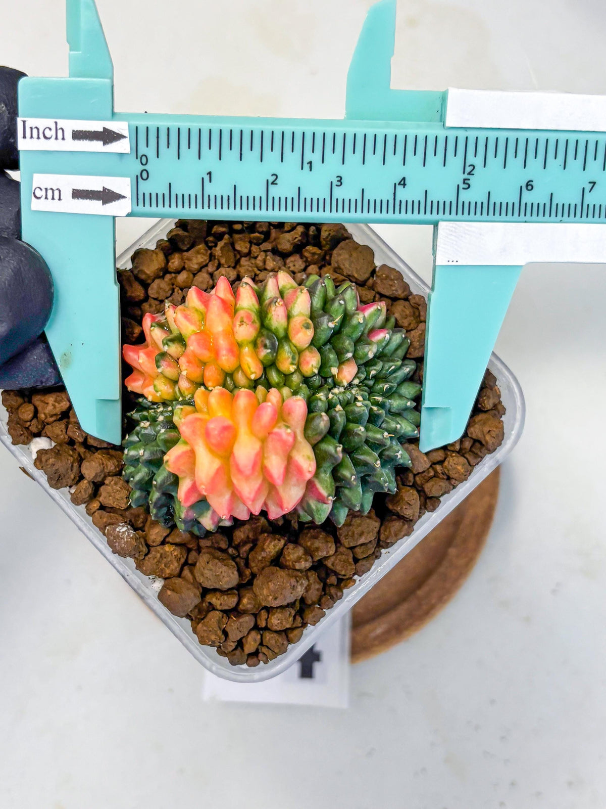 Gymnocalycium Inermis Cristata (gy9) (4) | Variegated Cactus