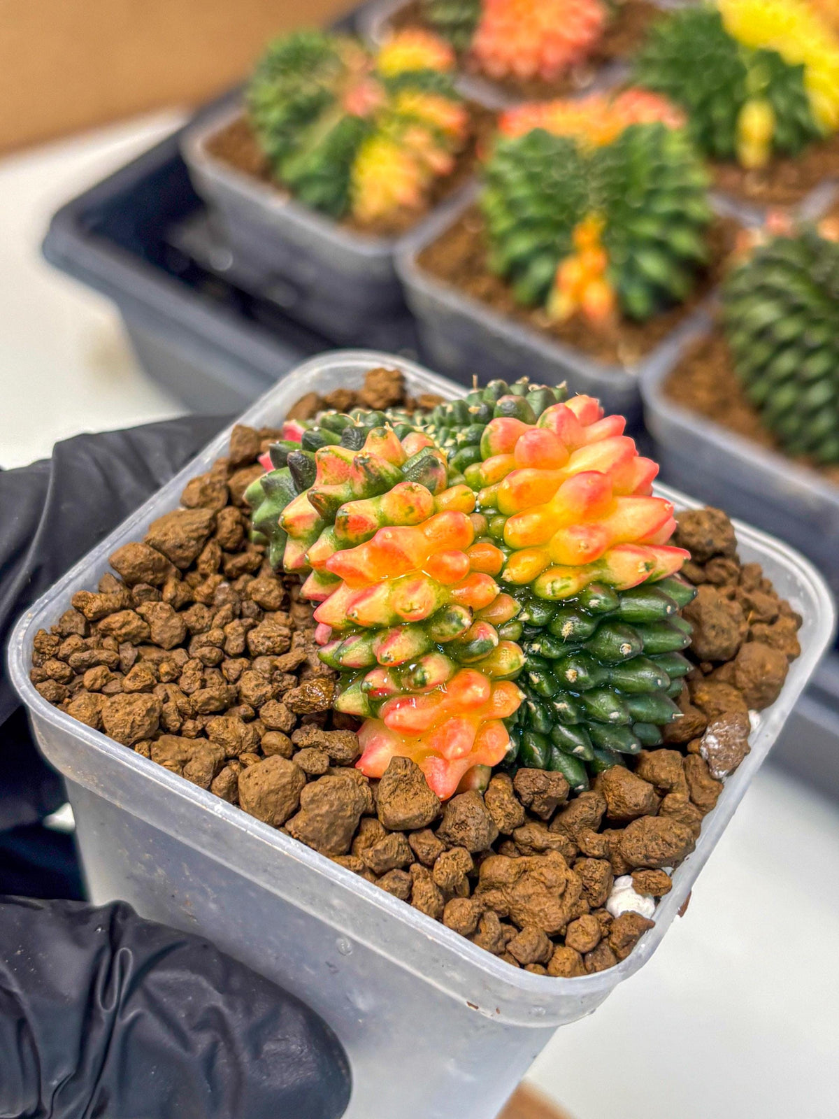Gymnocalycium Inermis Cristata (gy9) (4) | Variegated Cactus