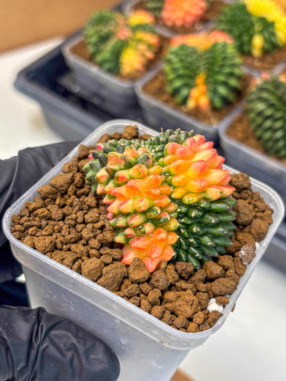 Gymnocalycium Inermis Cristata (gy9) (4) | Variegated Cactus