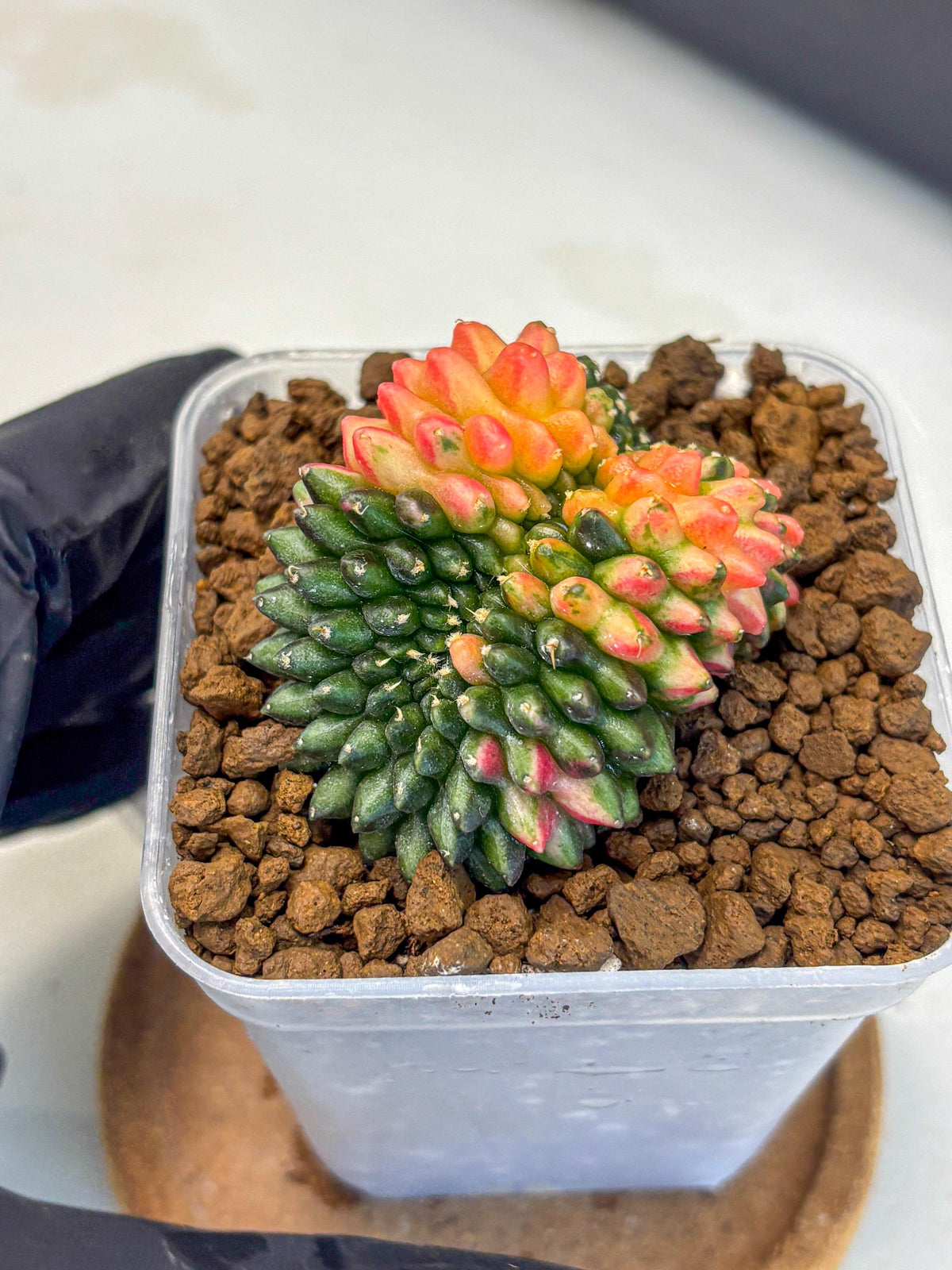 Gymnocalycium Inermis Cristata (gy9) (4) | Variegated Cactus