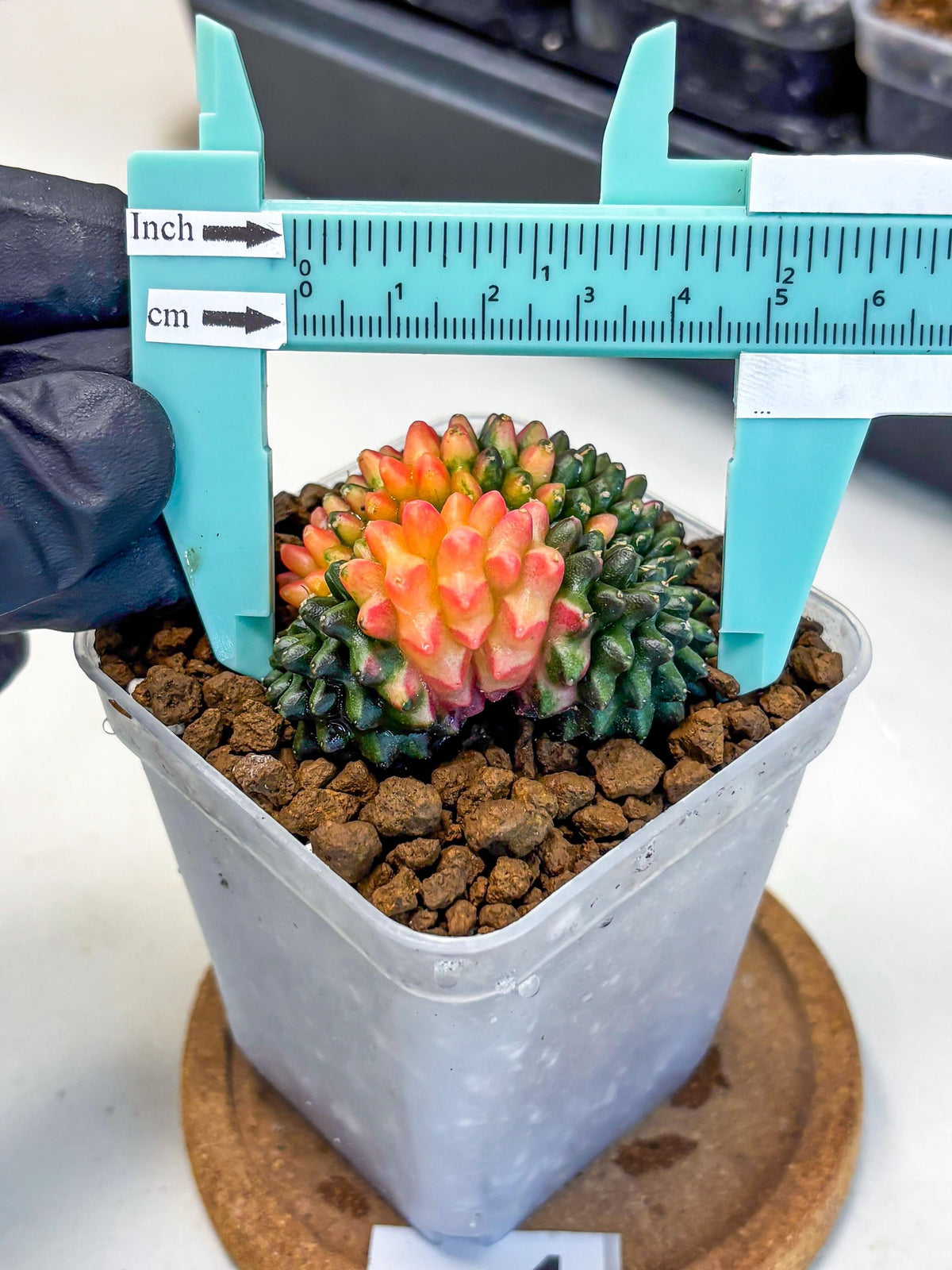 Gymnocalycium Inermis Cristata (gy9) (4) | Variegated Cactus