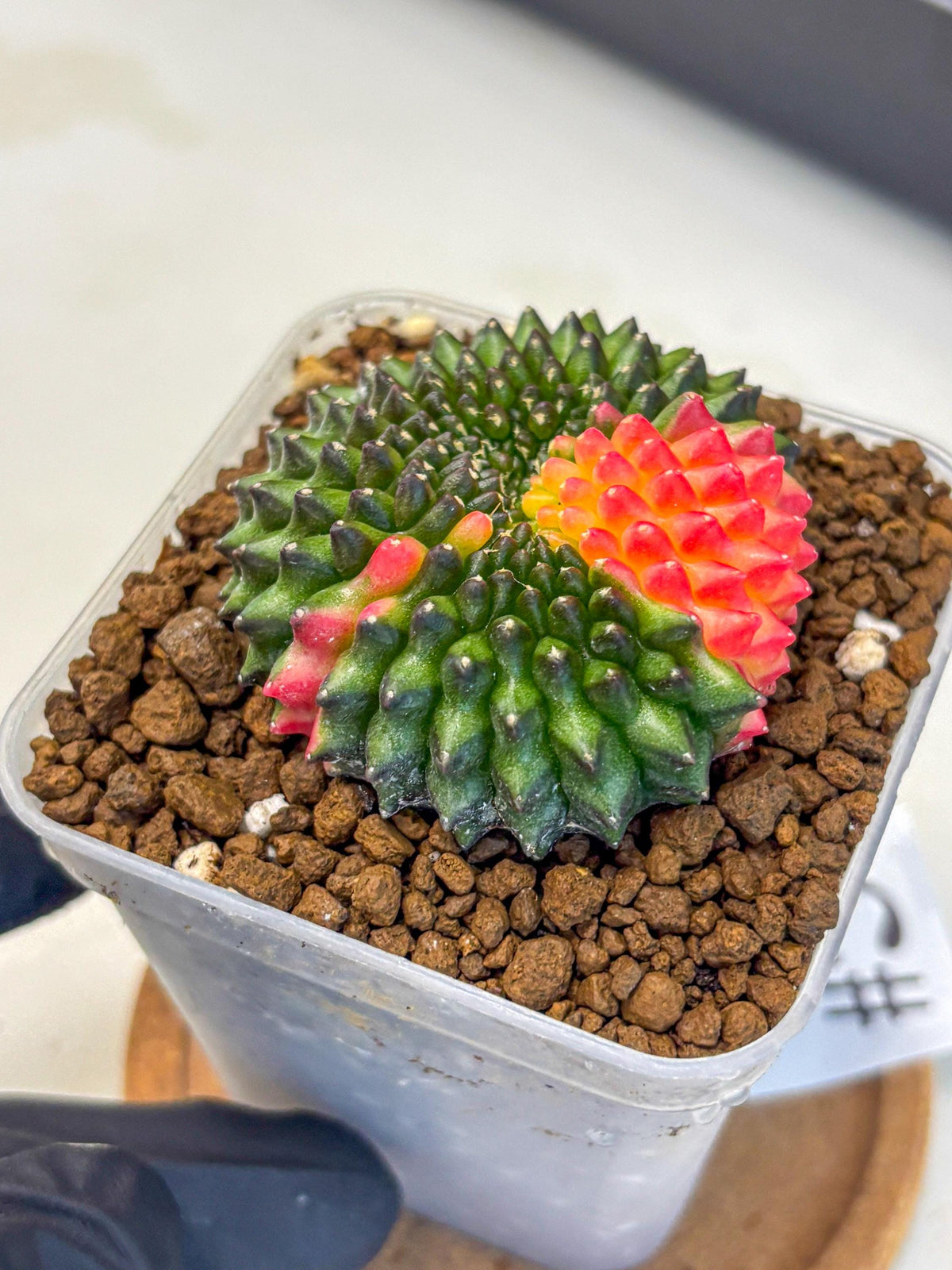 Gymnocalycium Inermis Cristata (gy9) (5) | Variegated Cactus
