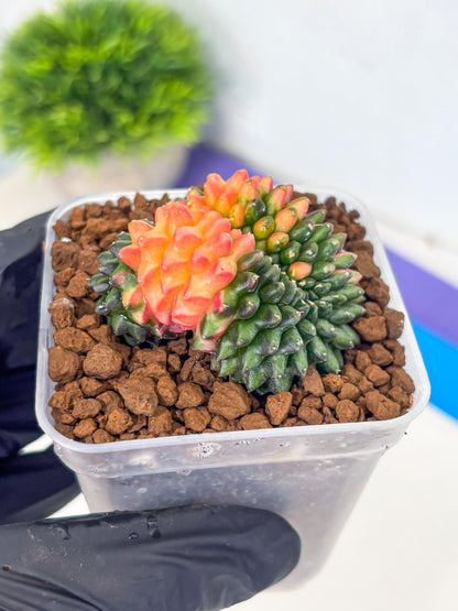 Gymnocalycium Inermis Cristata (gy9) (4) | Variegated Cactus