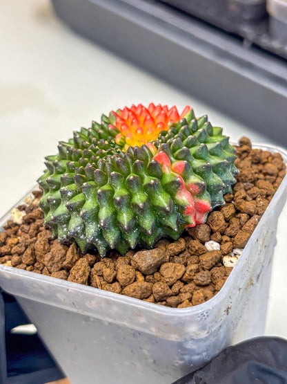 Gymnocalycium Inermis Cristata (gy9) (5) | Variegated Cactus