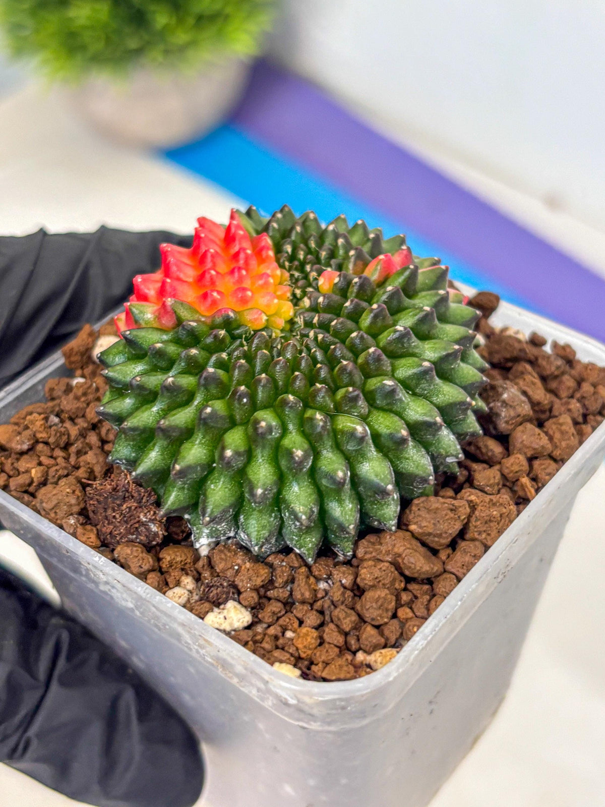 Gymnocalycium Inermis Cristata (gy9) (5) | Variegated Cactus