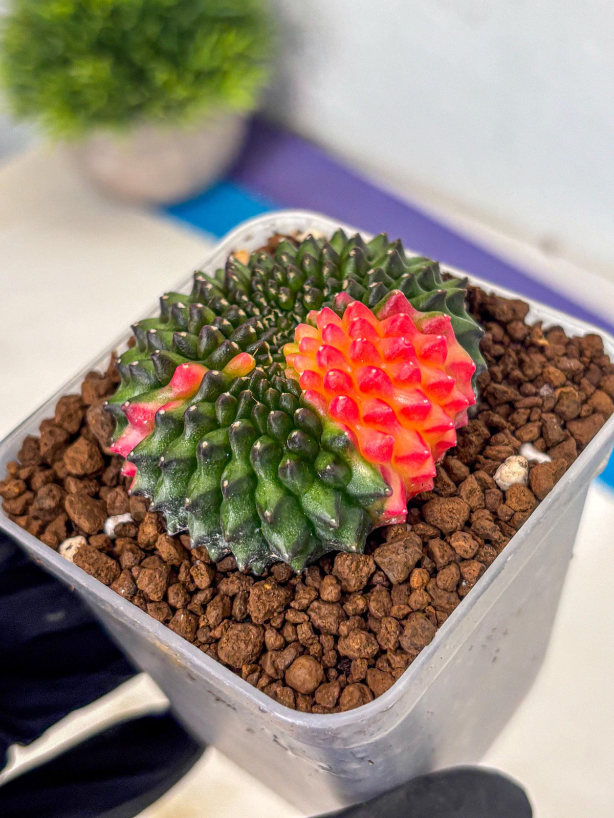 Gymnocalycium Inermis Cristata (gy9) (5) | Variegated Cactus