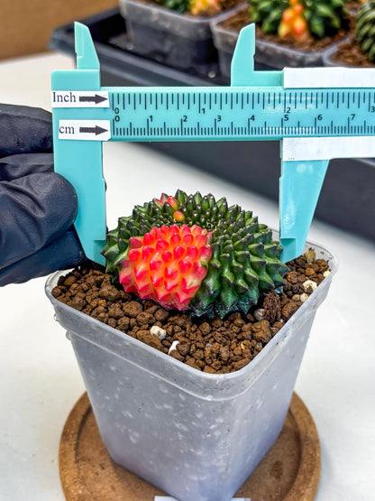 Gymnocalycium Inermis Cristata (gy9) (5) | Variegated Cactus