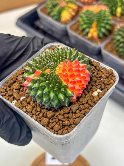 Gymnocalycium Inermis Cristata (gy9) (5) | Variegated Cactus