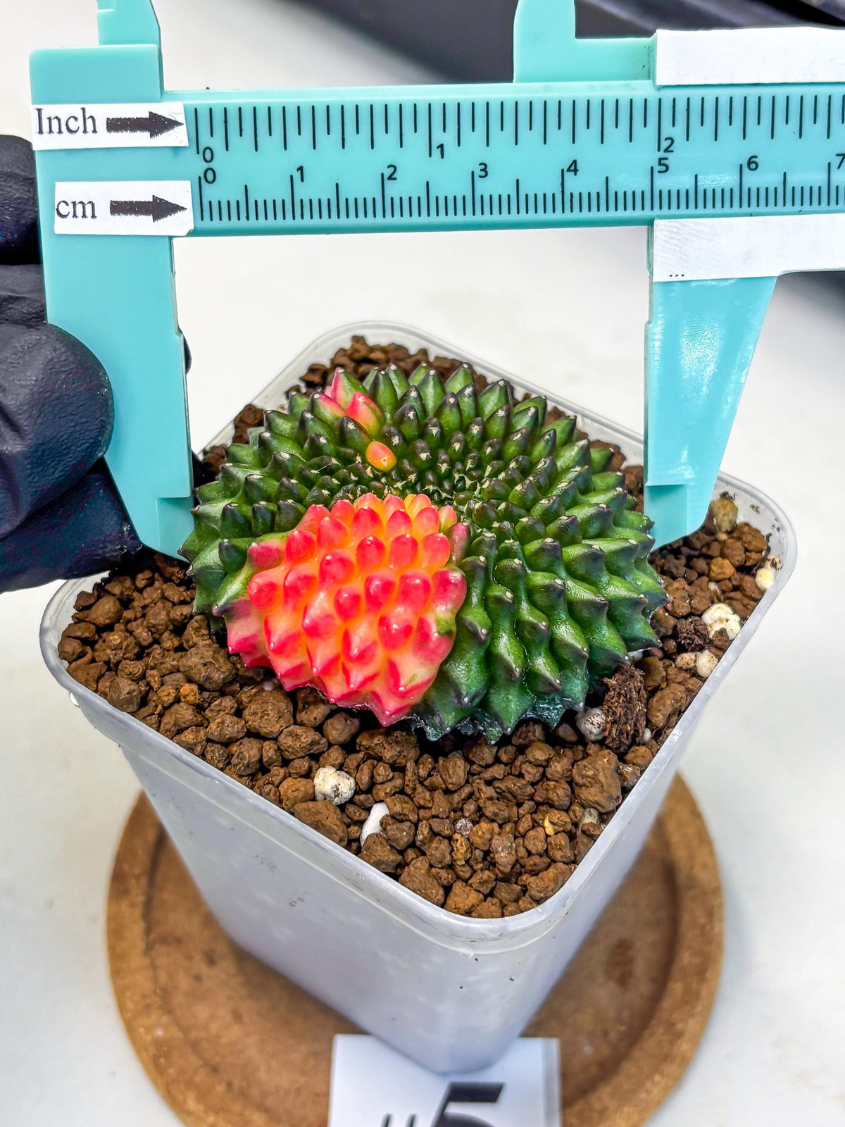 Gymnocalycium Inermis Cristata (gy9) (5) | Variegated Cactus