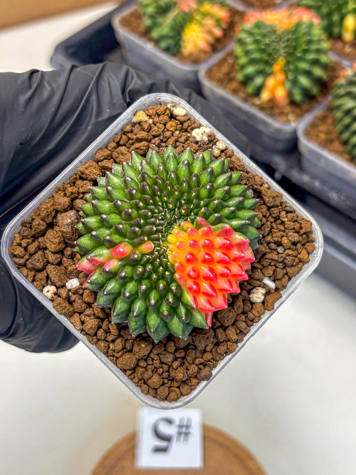 Gymnocalycium Inermis Cristata (gy9) (5) | Variegated Cactus