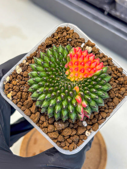 Gymnocalycium Inermis Cristata (gy9) (5) | Variegated Cactus