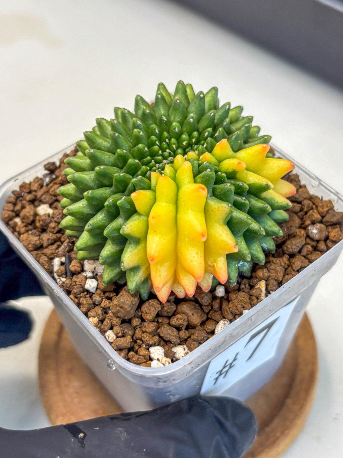 Gymnocalycium Inermis Cristata (gy9) (7) | Variegated Cactus