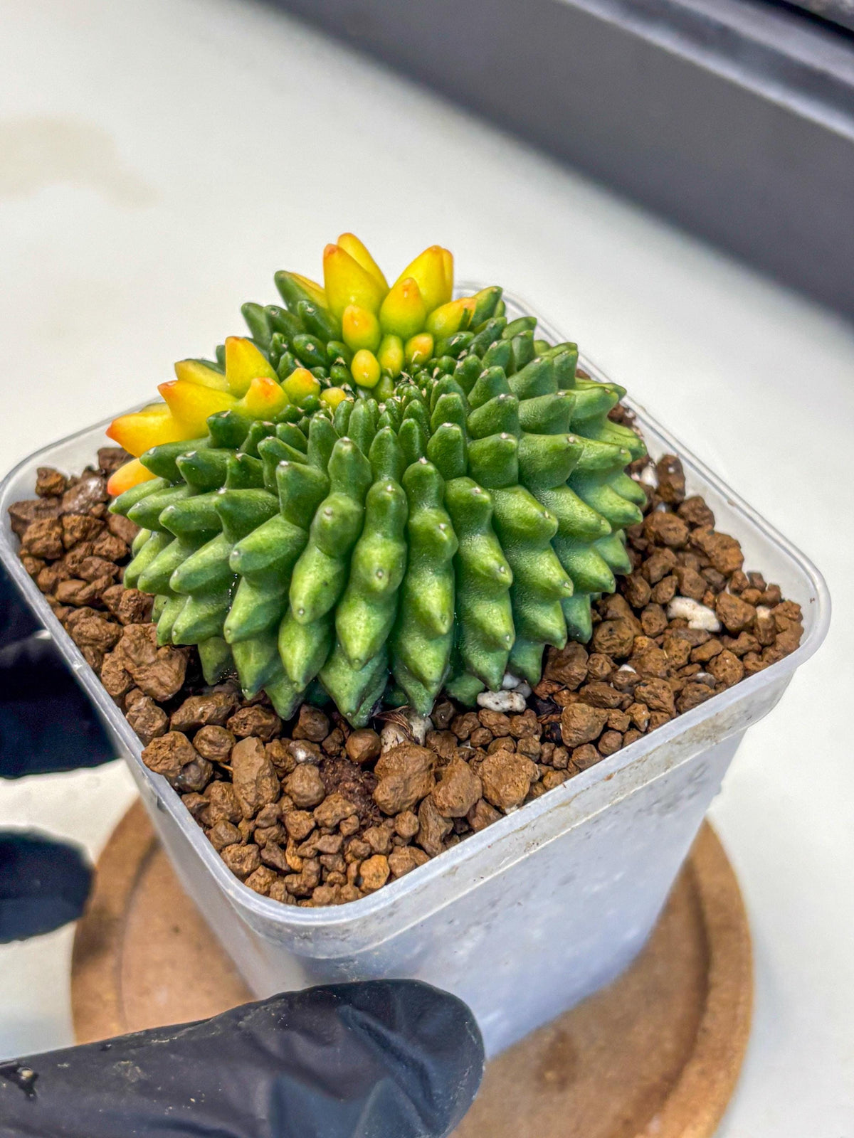Gymnocalycium Inermis Cristata (gy9) (7) | Variegated Cactus