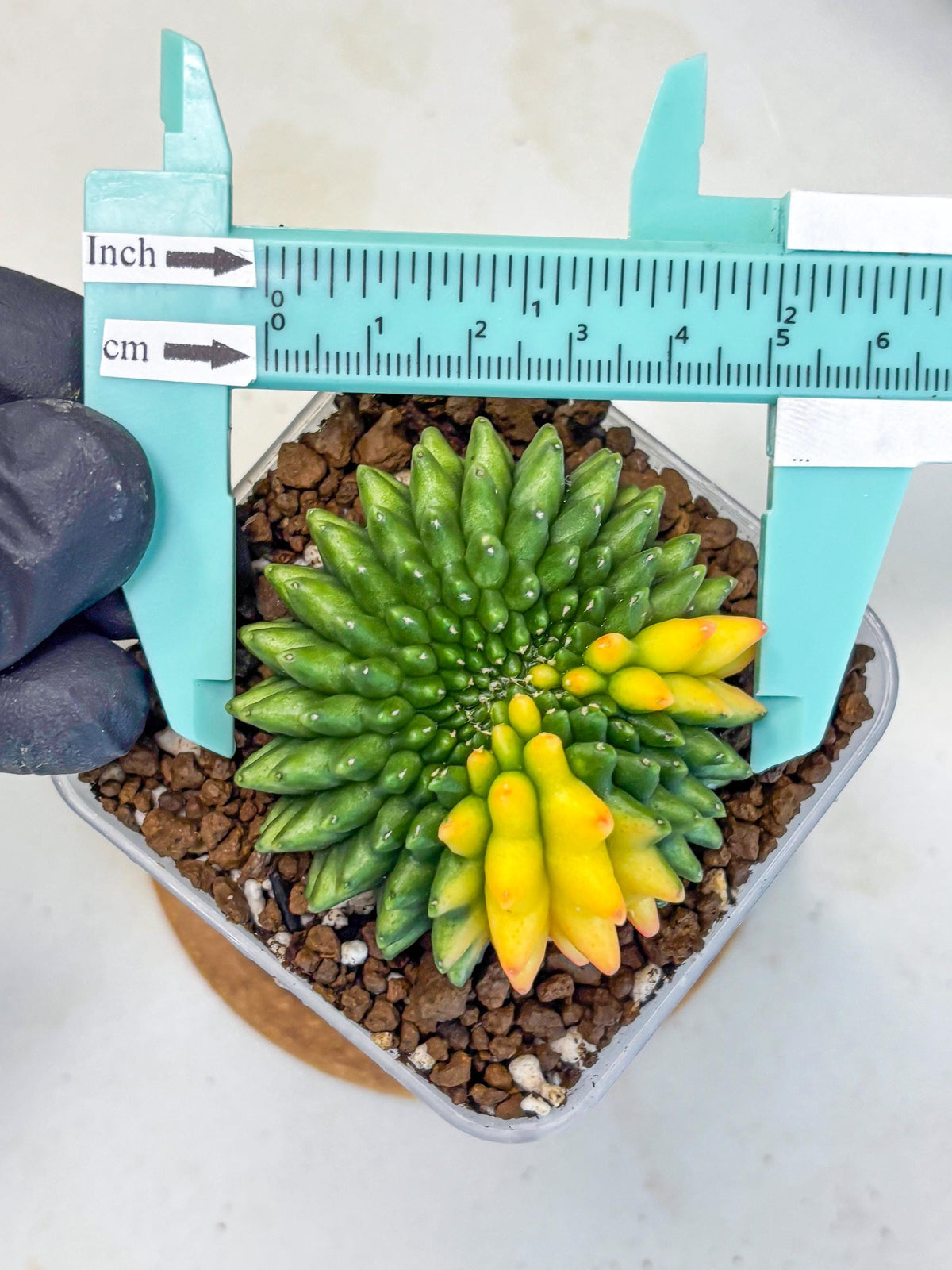 Gymnocalycium Inermis Cristata (gy9) (7) | Variegated Cactus