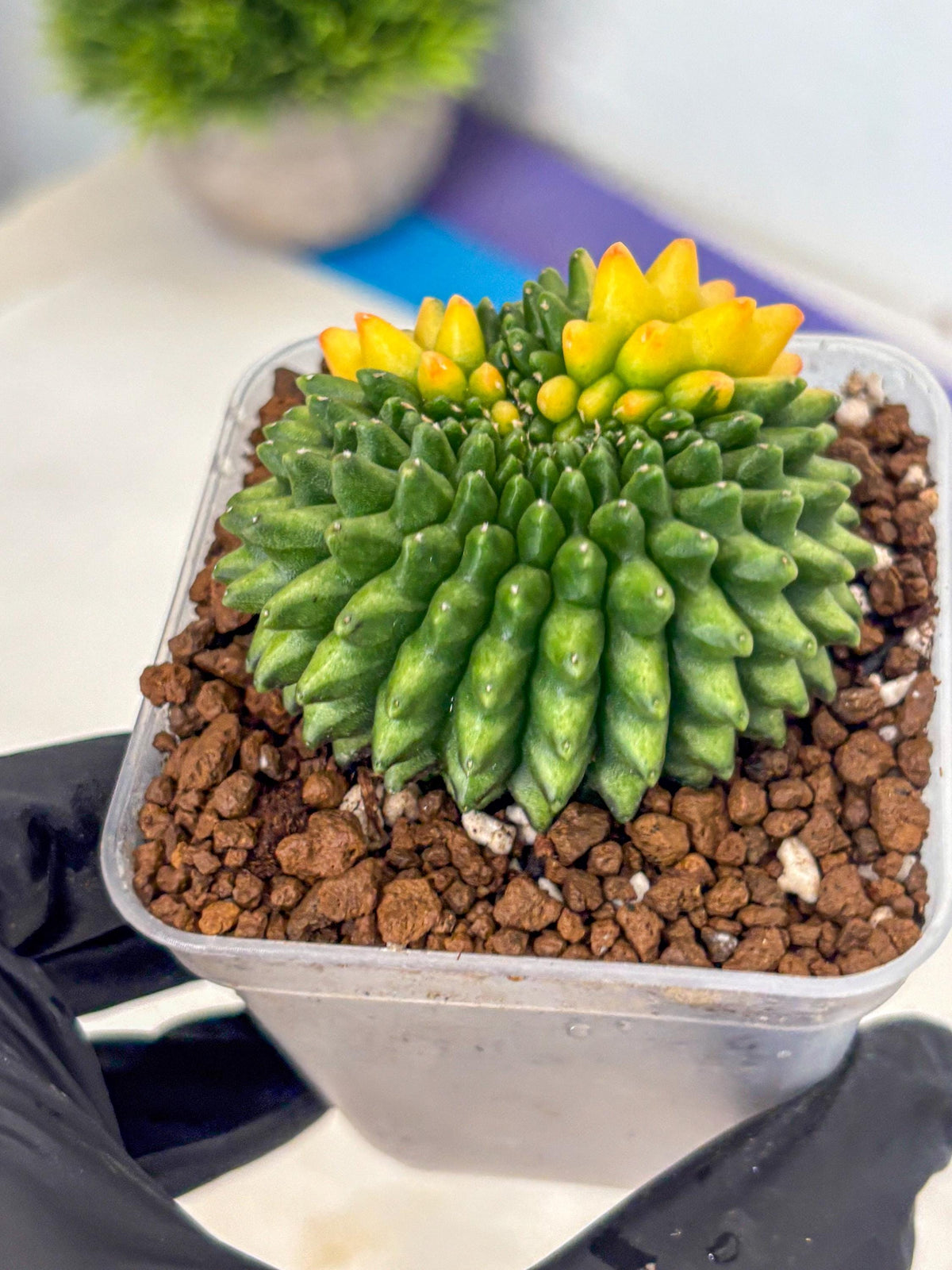 Gymnocalycium Inermis Cristata (gy9) (7) | Variegated Cactus