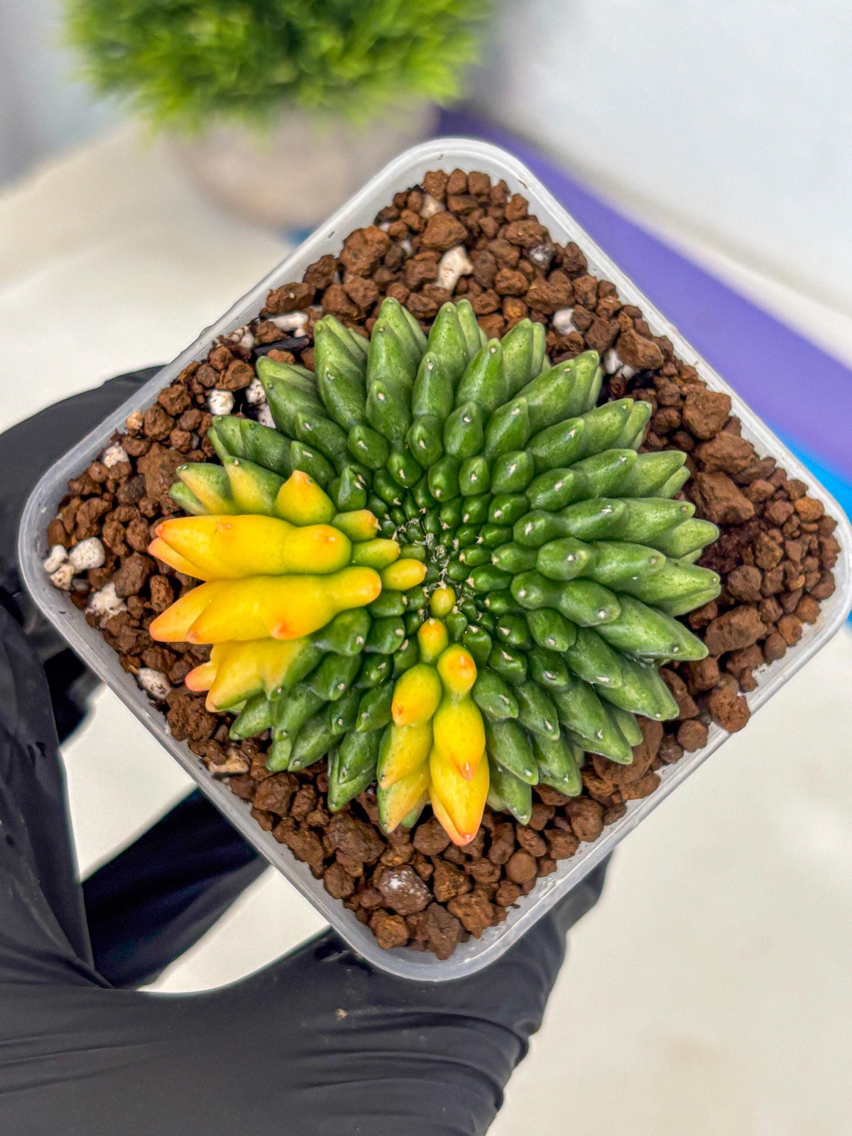 Gymnocalycium Inermis Cristata (gy9) (7) | Variegated Cactus