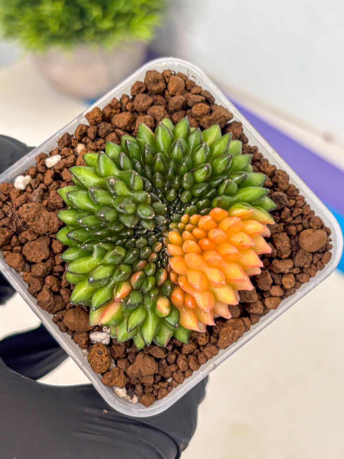 Gymnocalycium Inermis Cristata (gy9) (8) | Variegated Cactus