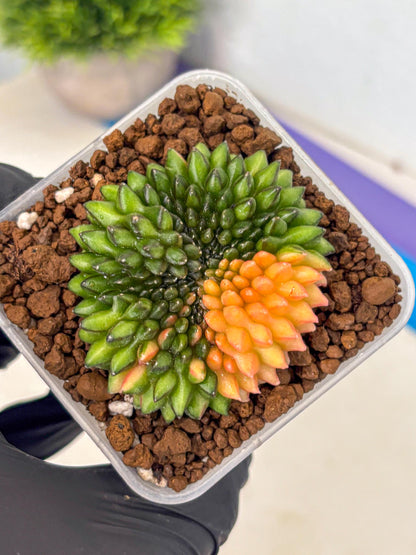 Gymnocalycium Inermis Cristata (gy9) (8) | Variegated Cactus