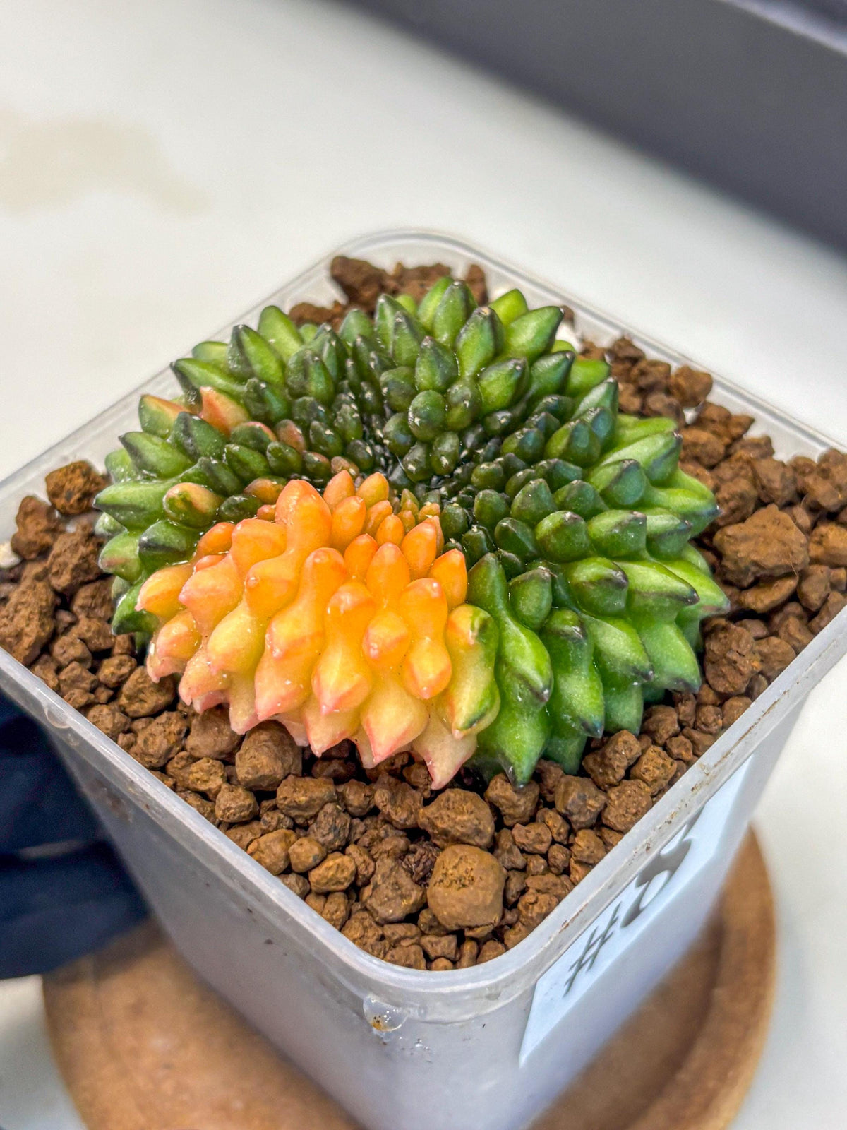 Gymnocalycium Inermis Cristata (gy9) (8) | Variegated Cactus