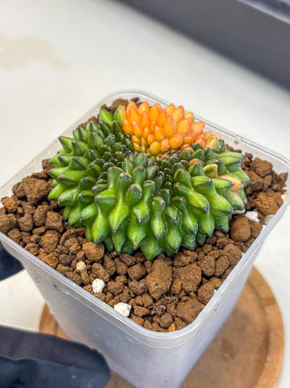Gymnocalycium Inermis Cristata (gy9) (8) | Variegated Cactus