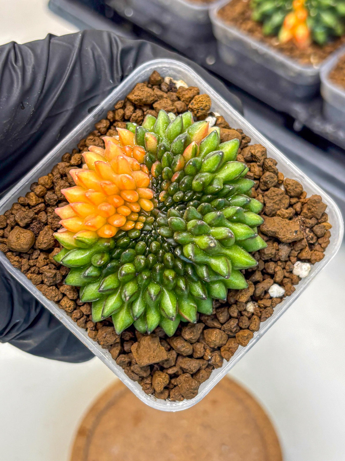 Gymnocalycium Inermis Cristata (gy9) (8) | Variegated Cactus
