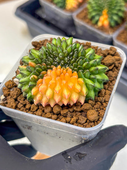 Gymnocalycium Inermis Cristata (gy9) (8) | Variegated Cactus