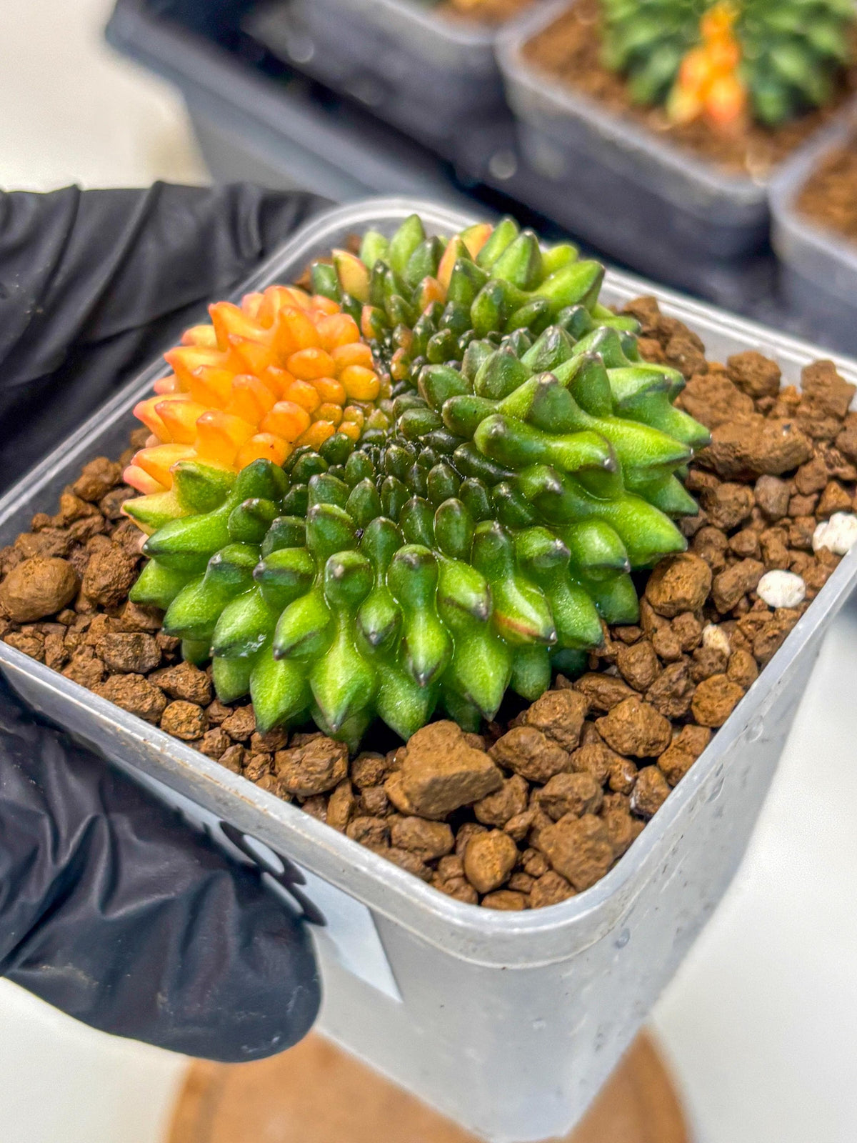Gymnocalycium Inermis Cristata (gy9) (8) | Variegated Cactus