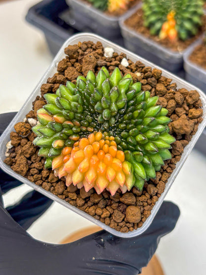 Gymnocalycium Inermis Cristata (gy9) (8) | Variegated Cactus