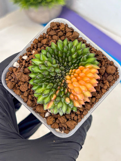 Gymnocalycium Inermis Cristata (gy9) (8) | Variegated Cactus