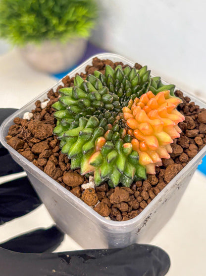 Gymnocalycium Inermis Cristata (gy9) (8) | Variegated Cactus