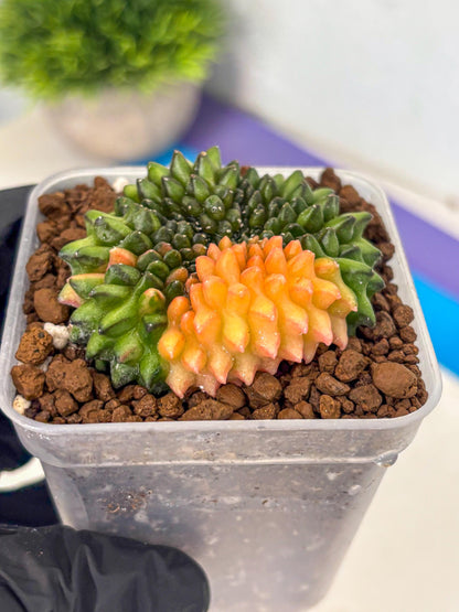 Gymnocalycium Inermis Cristata (gy9) (8) | Variegated Cactus