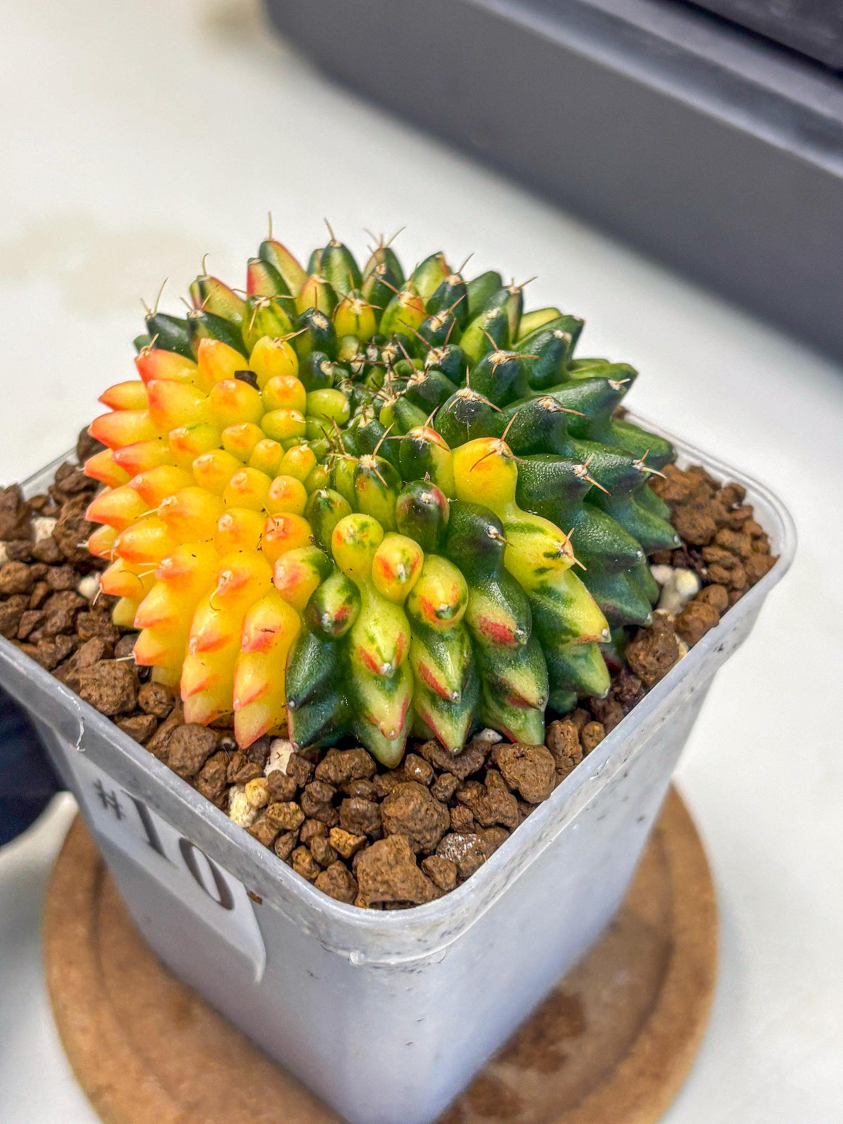 Gymnocalycium Inermis Cristata (gy9) (10) | Variegated Cactus
