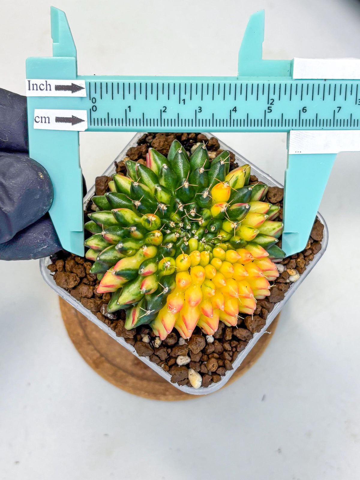 Gymnocalycium Inermis Cristata (gy9) (10) | Variegated Cactus