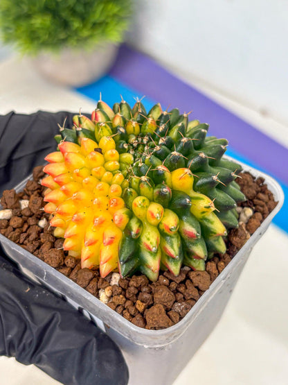 Gymnocalycium Inermis Cristata (gy9) (10) | Variegated Cactus