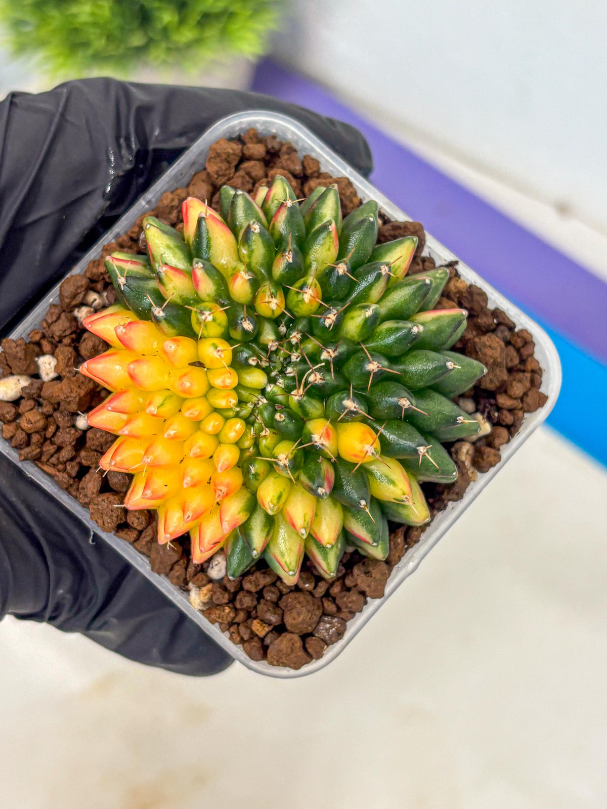 Gymnocalycium Inermis Cristata (gy9) (10) | Variegated Cactus