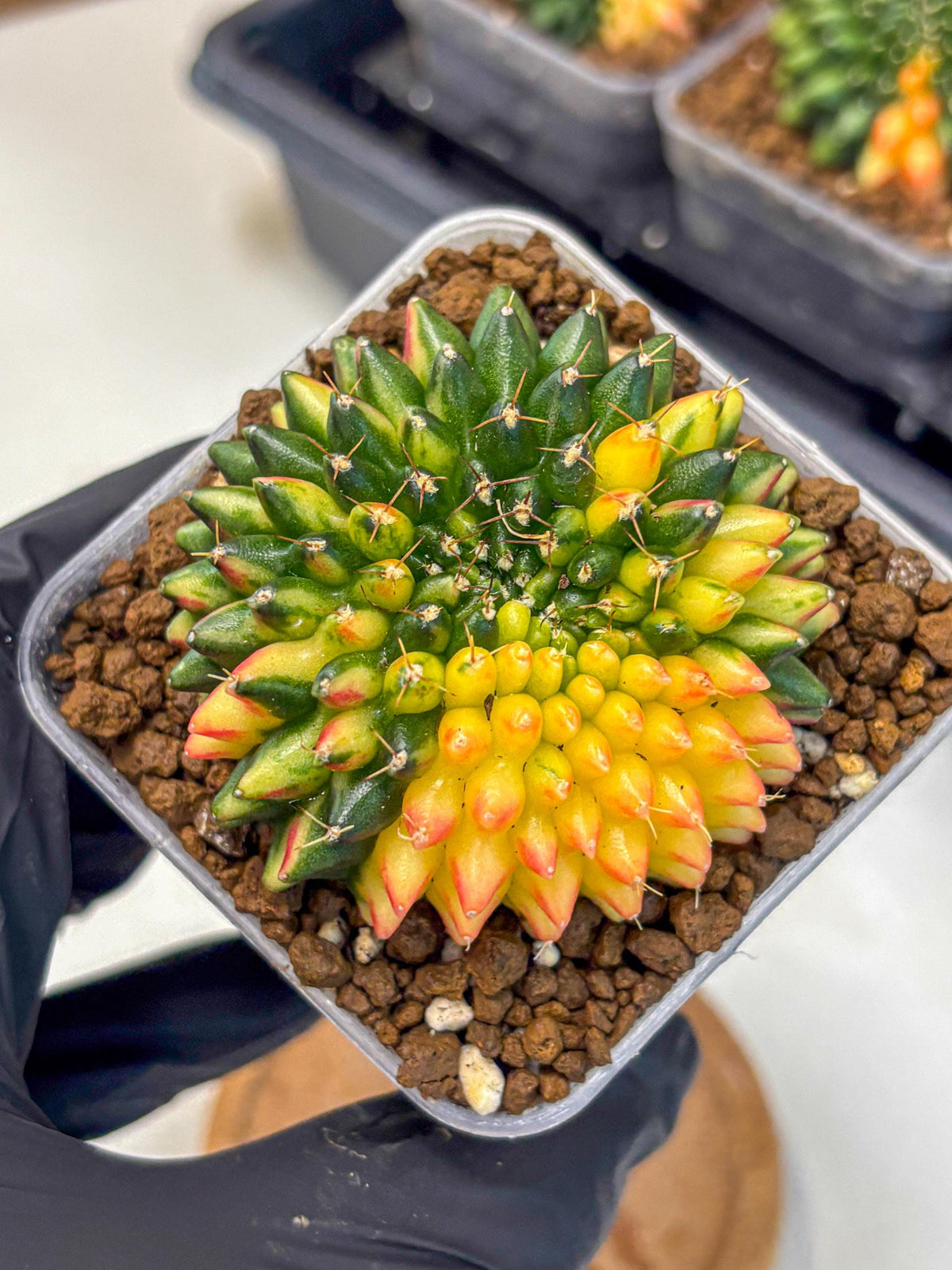 Gymnocalycium Inermis Cristata (gy9) (10) | Variegated Cactus