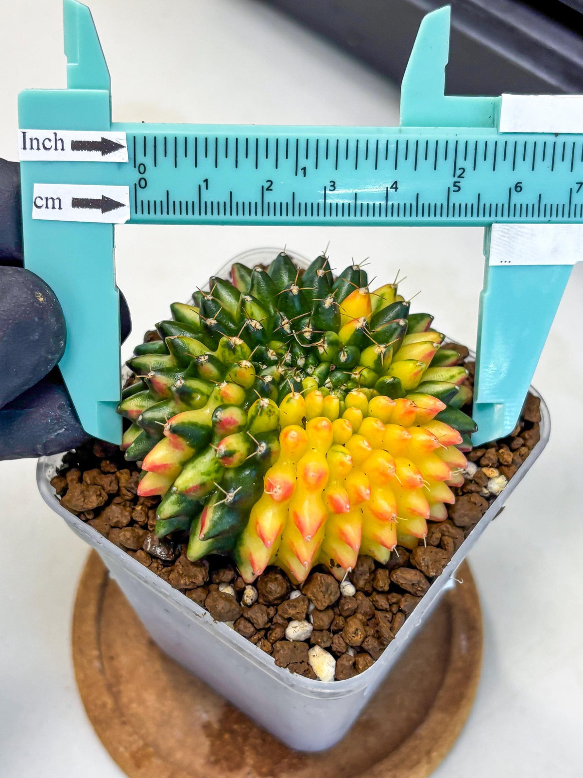 Gymnocalycium Inermis Cristata (gy9) (10) | Variegated Cactus