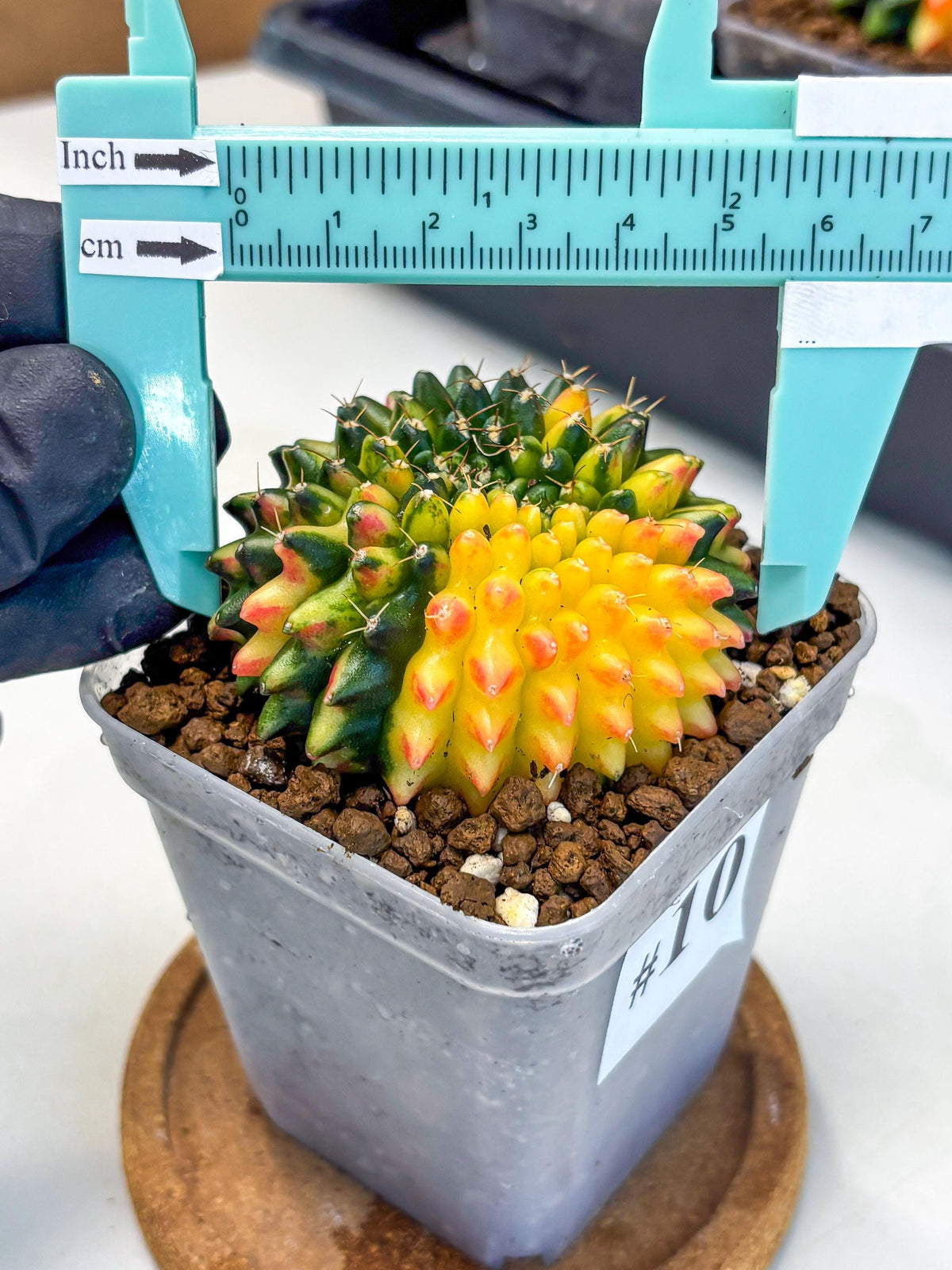 Gymnocalycium Inermis Cristata (gy9) (10) | Variegated Cactus