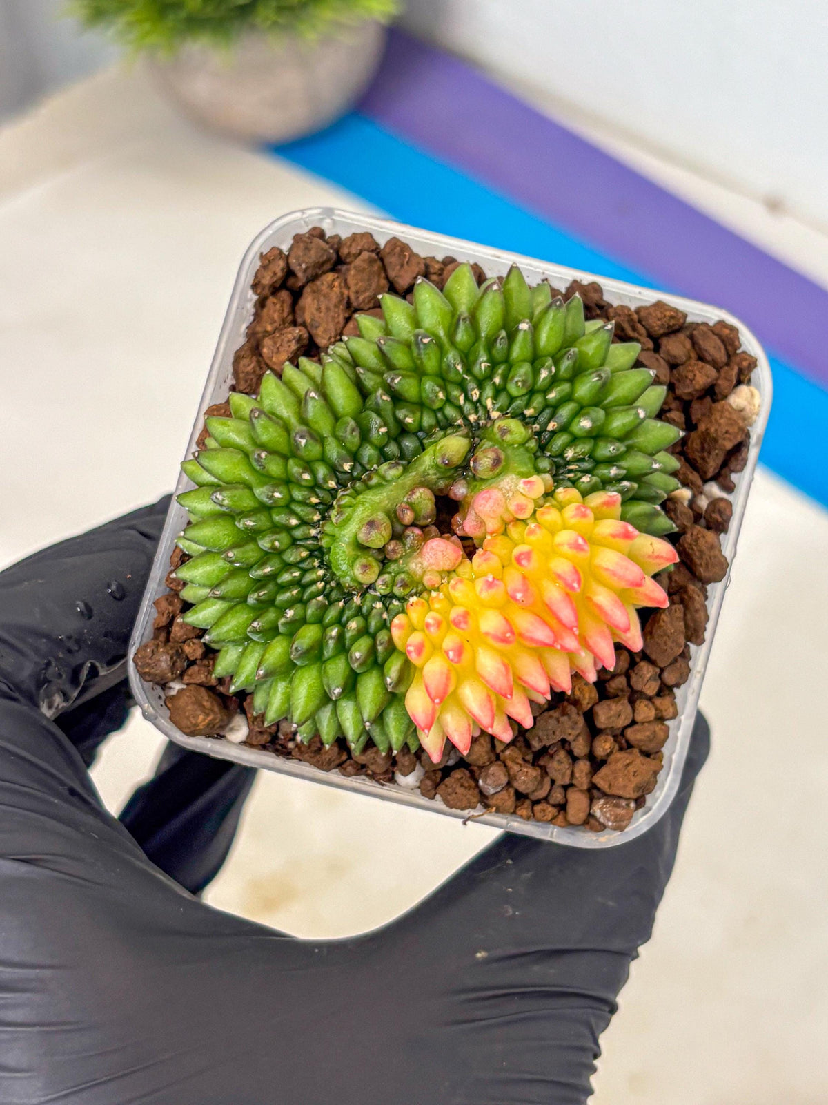 Gymnocalycium Inermis Cristata (gy9) (13) | Variegated Cactus