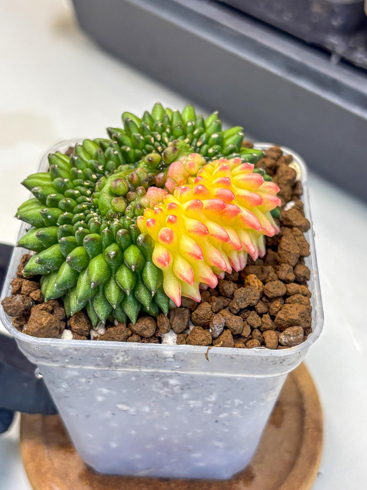 Gymnocalycium Inermis Cristata (gy9) (13) | Variegated Cactus