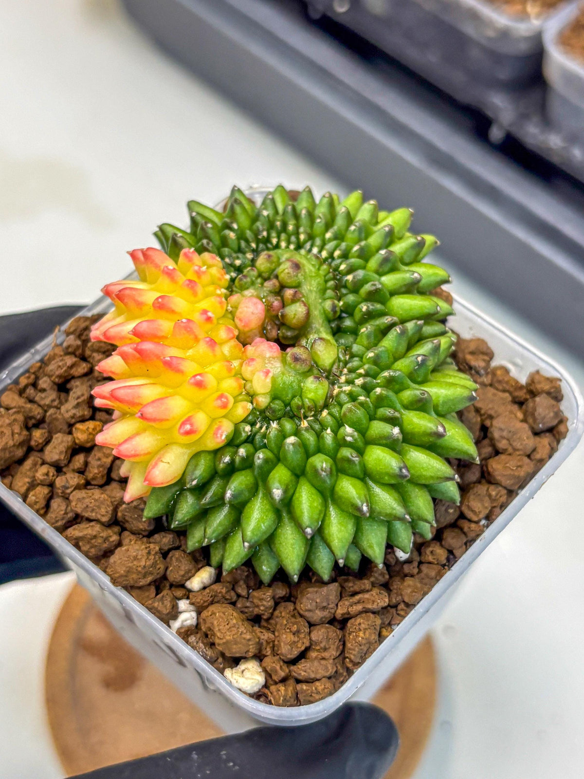 Gymnocalycium Inermis Cristata (gy9) (13) | Variegated Cactus