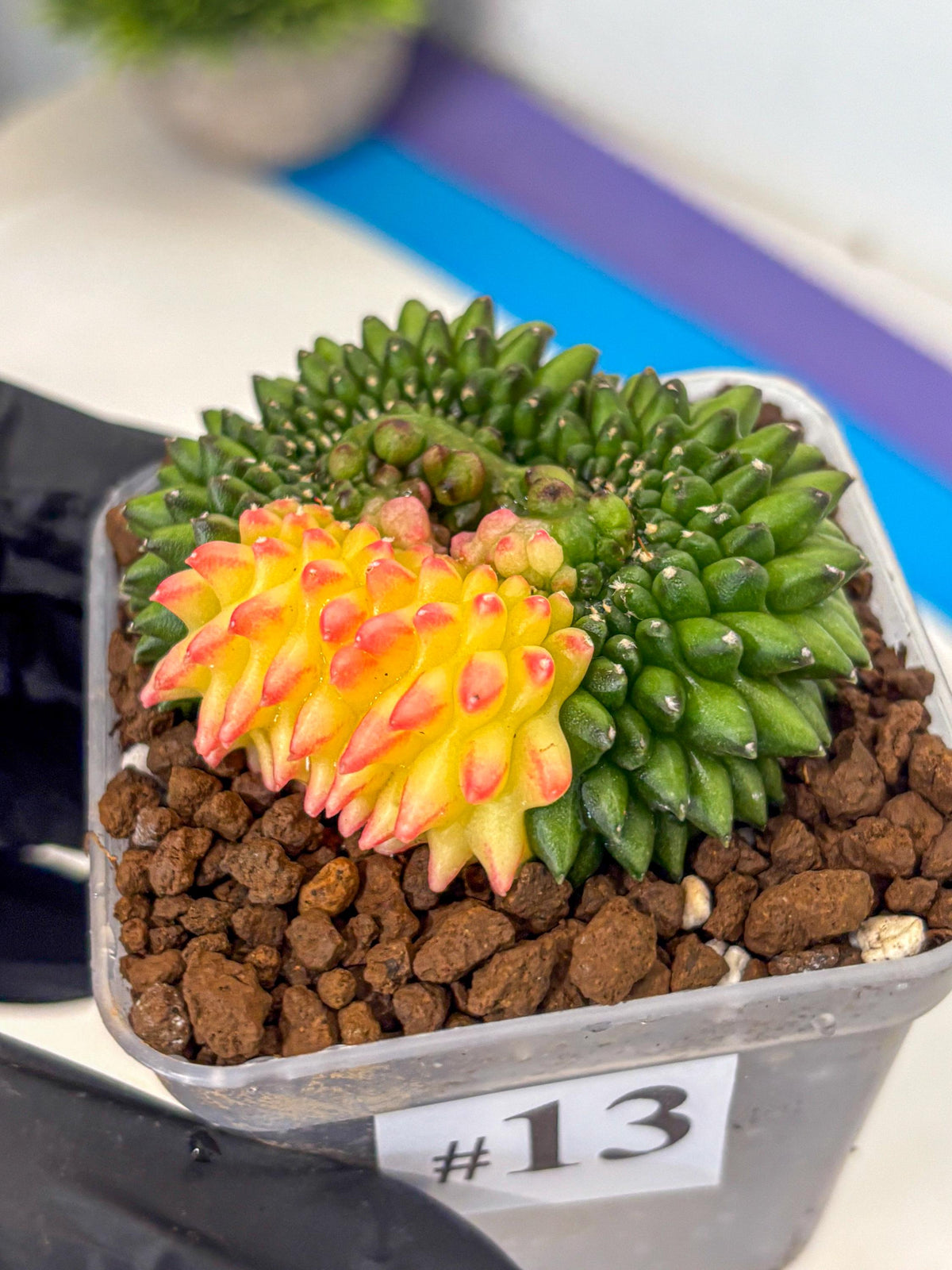 Gymnocalycium Inermis Cristata (gy9) (13) | Variegated Cactus