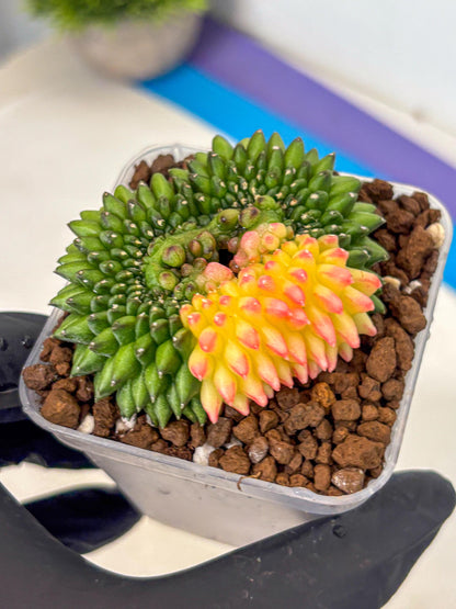 Gymnocalycium Inermis Cristata (gy9) (13) | Variegated Cactus