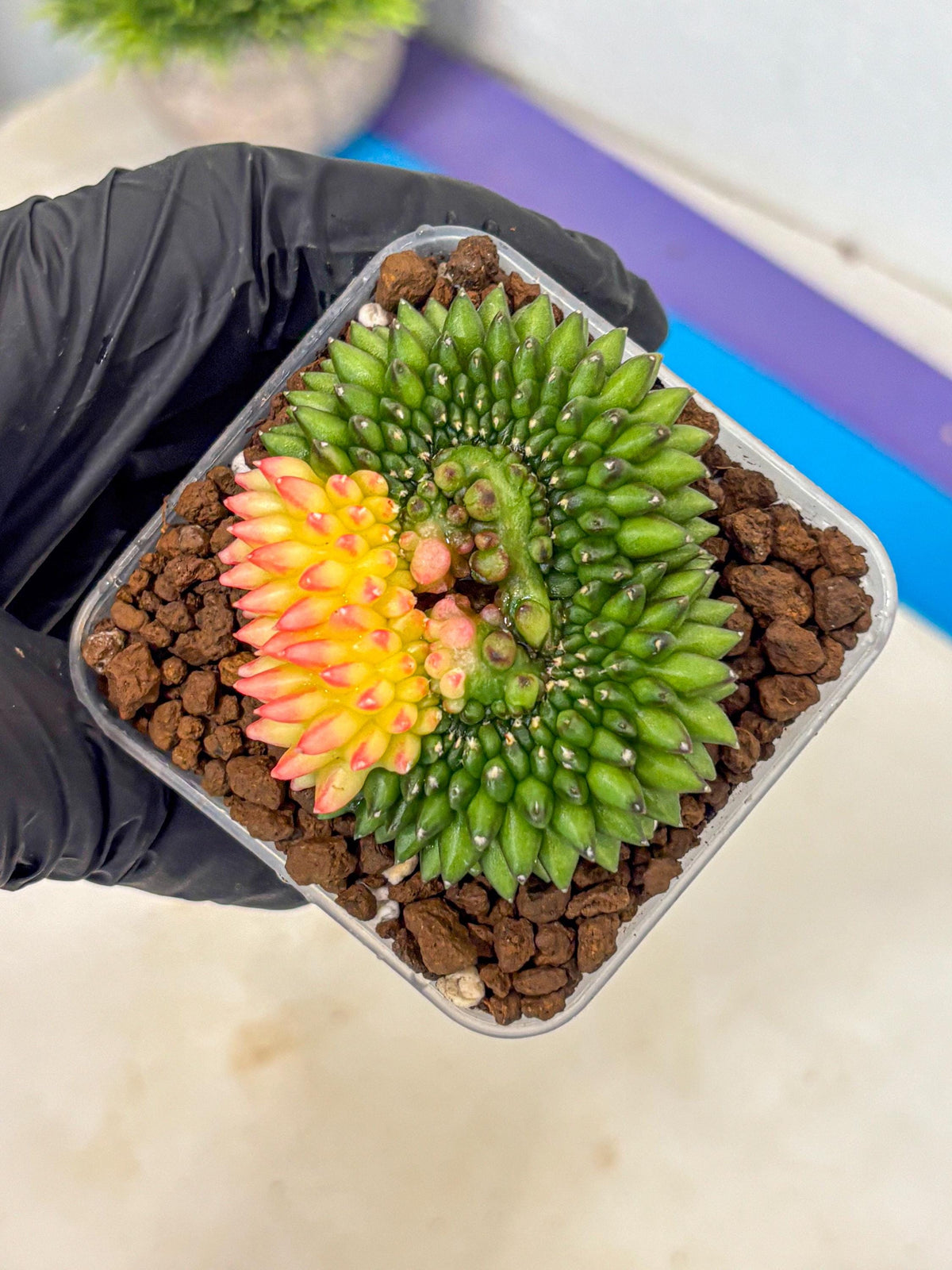 Gymnocalycium Inermis Cristata (gy9) (13) | Variegated Cactus