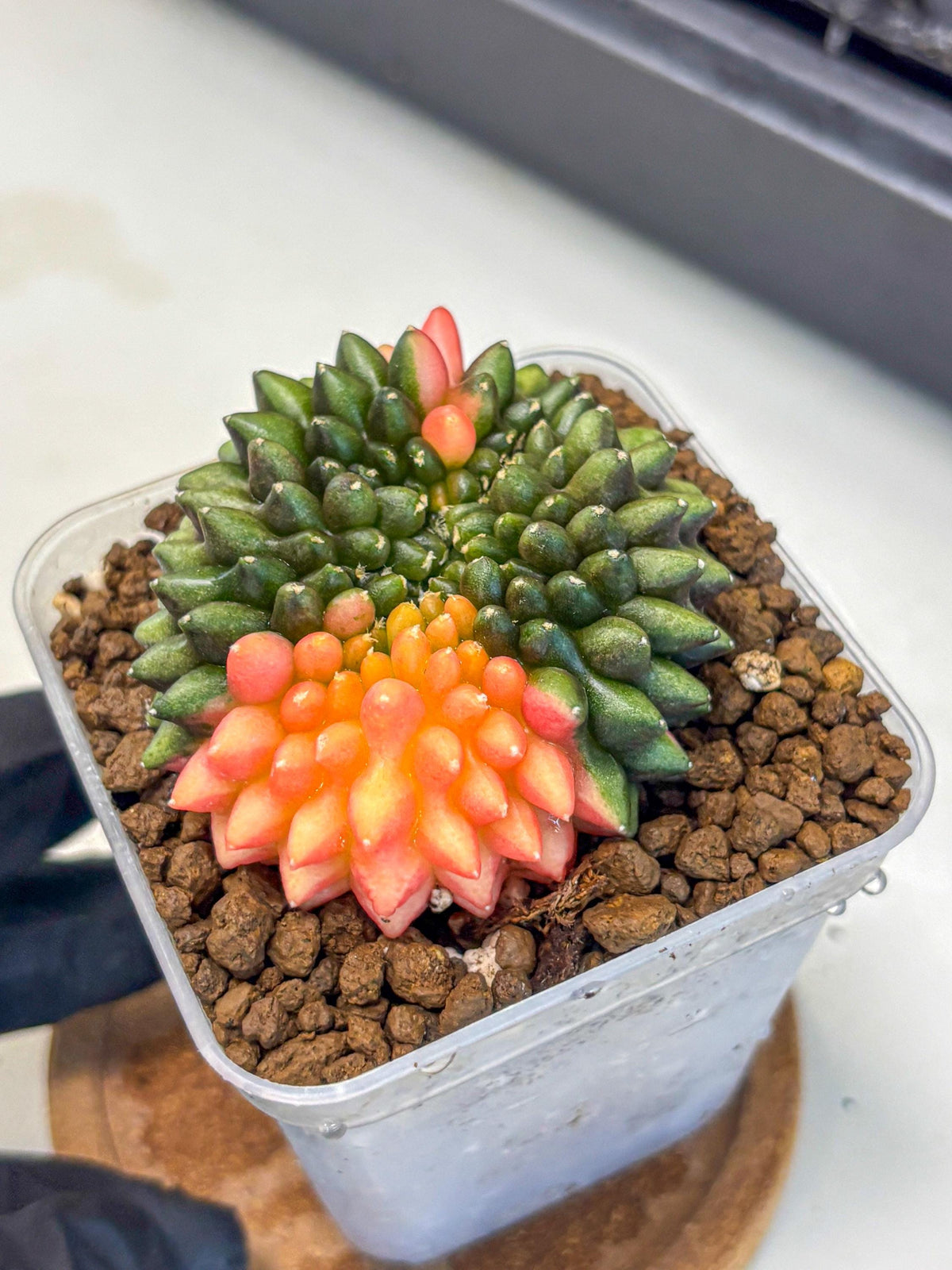 Gymnocalycium Inermis Cristata (gy9) (15) | Variegated Cactus